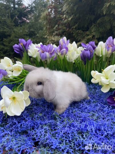 Супер мини кролики