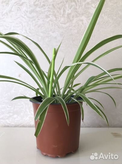 Хлорофитум