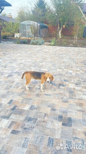 Тротуарная Плитка и бордюры