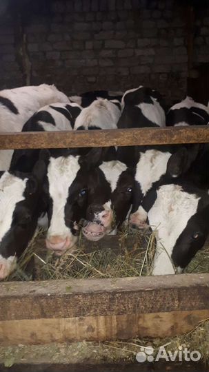 Бычки и быки