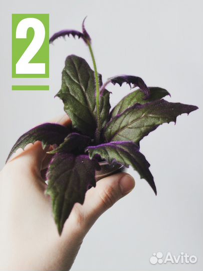 Комнатные растения