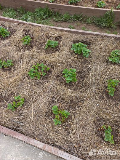 Продаются усы вкусной, крупной клубники