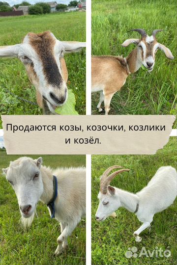 Продаются козы, козочки, козлики и козёл