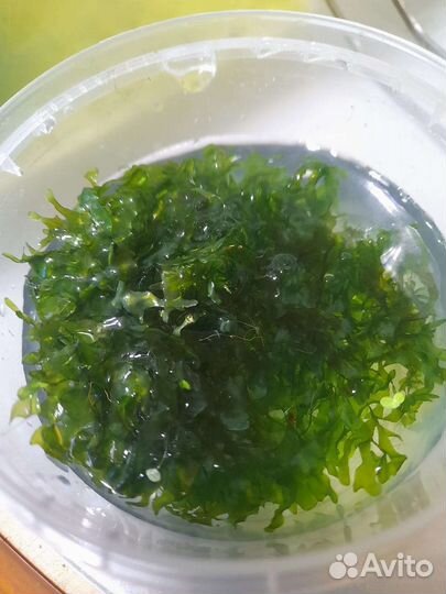 Аквариумные растения, мох Ломариопсис, Сагиттария