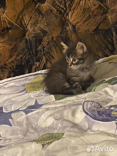 В добрые руки котенки