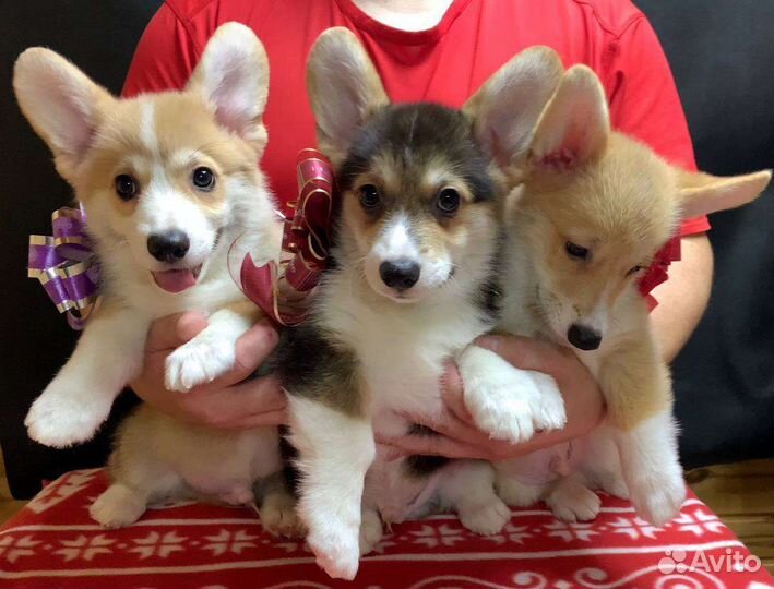 Вельш корги пемброк шикарные щенки, видео