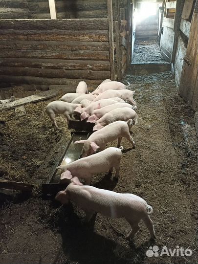 Поросята