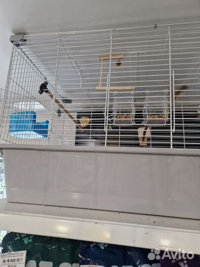2 амадина с клеткой