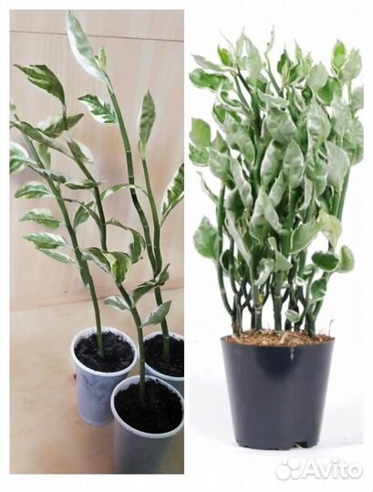 Комнатные растения