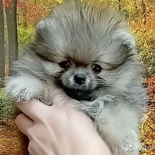 Щенки шпица