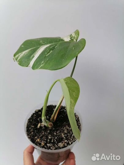 Монстера альба