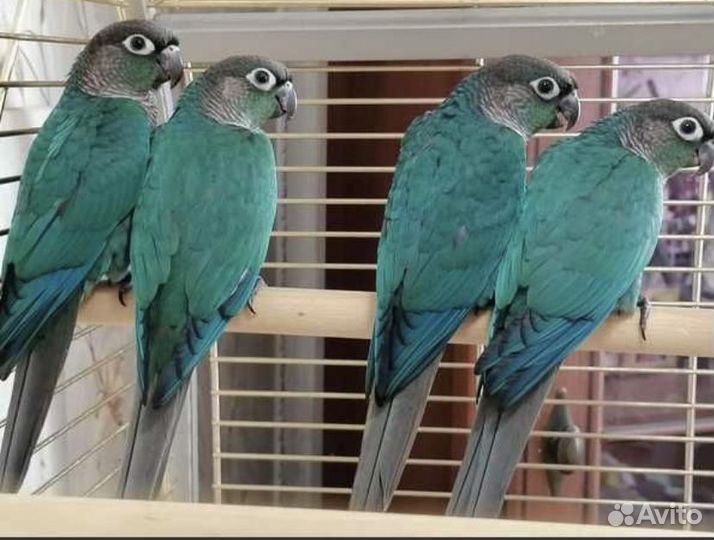Попугай синяя пиррура птенцы