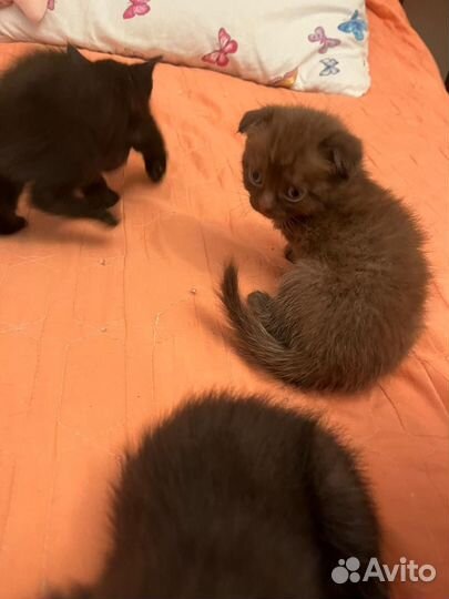 Британские котята