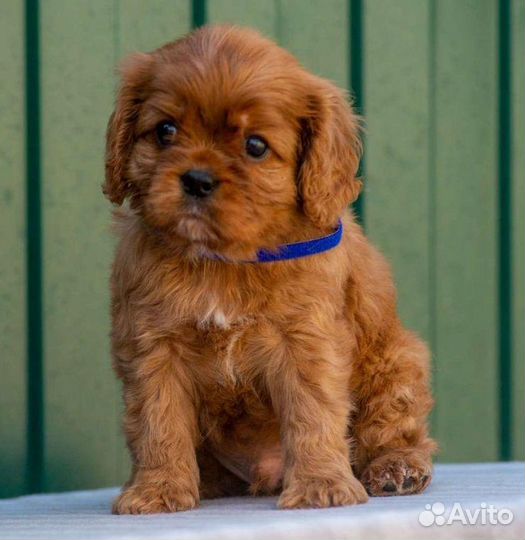 Кавалер кинг Чарльз спаниель мини