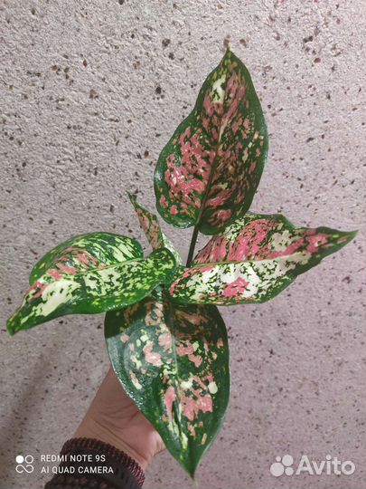 Аглаонема Tricolor