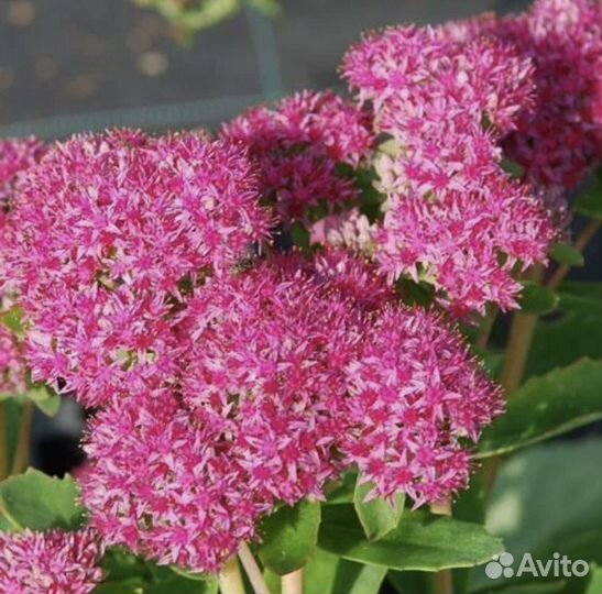 Очиток Альба