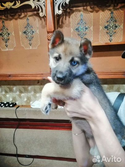 Собаки щенки