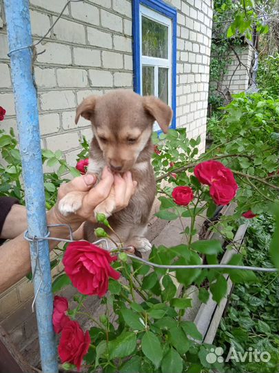 Собака в добрые руки отдам бесплатно щенки