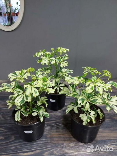 Шеффлера Жанин