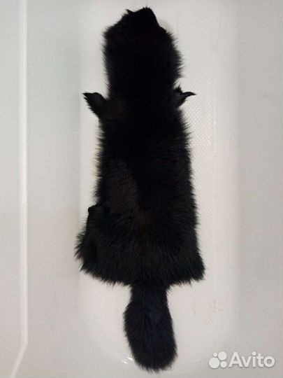 Шкурка песца