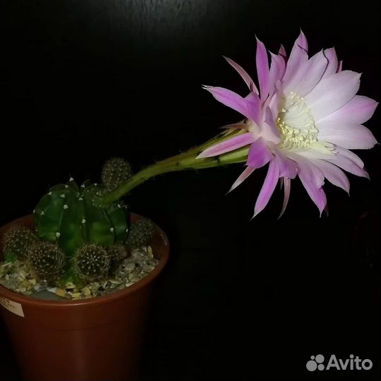 Суккуленты - детки кактуса Echinopsis oxigona