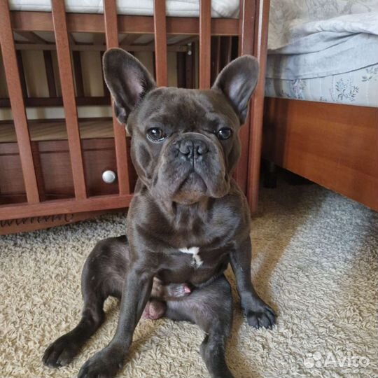 Кобель французского бульдога для вязки