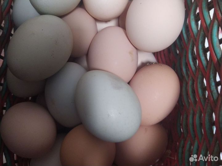 Домашние куриные яйца