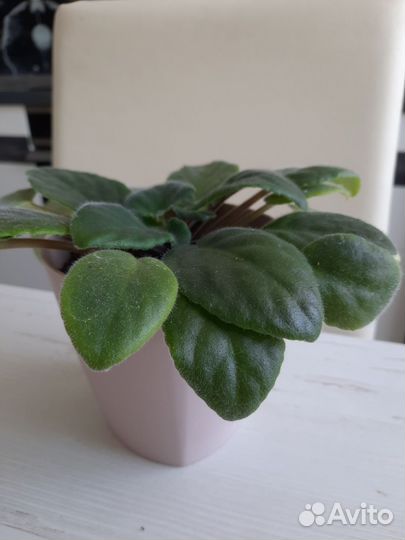 Сортовые фиалки