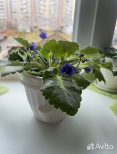 Фиалка в горшках