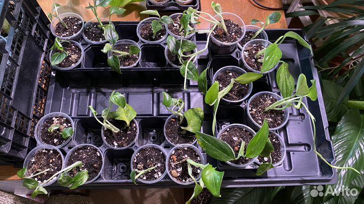 Филодендрон кобра белая