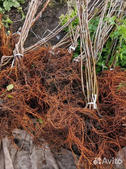 Саженцы. Яблони. Плодово-ягодные культуры. Ягода