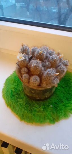 Продам кактус Маммилярия