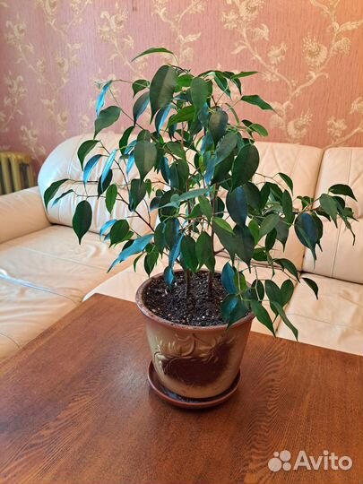 Комнатные растения