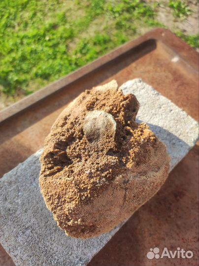 Окаменелость (Губка хететес)