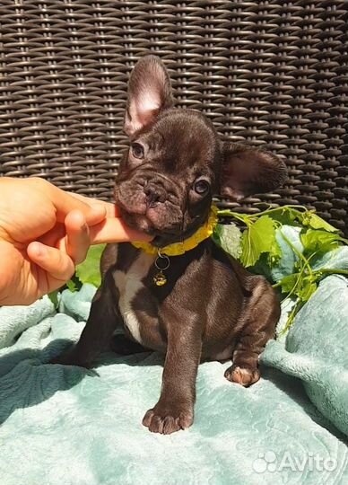 Французский бульдог щенки