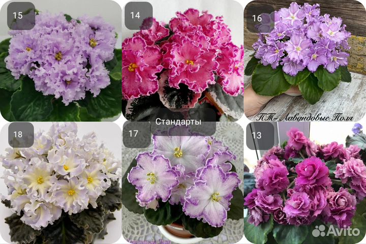 Детки сортовых фиалок (обновлённый список)