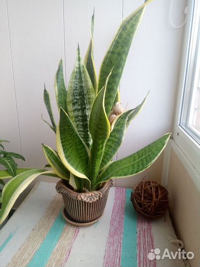 Сансевиерия Лауренти