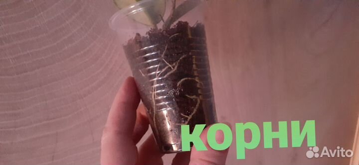 Хойя Грей хост