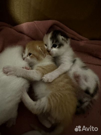 Котята в добрые руки