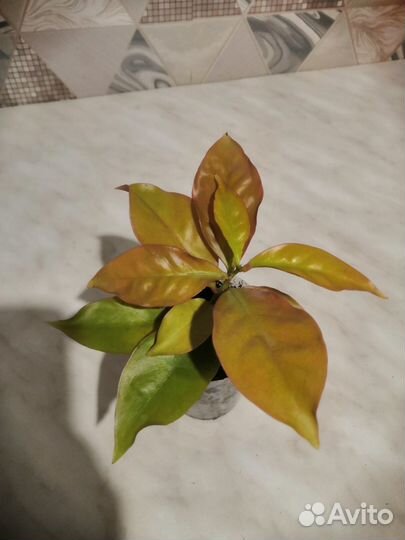 Комнатные растения ч. 3