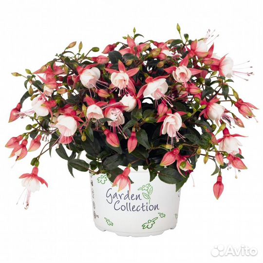 Фуксии черенки и молодые растения