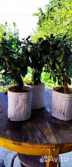 Денежное дерево