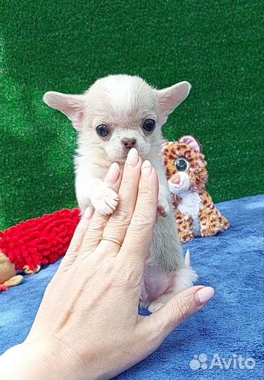 Чихуахуа супермини мальчик нежного окраса