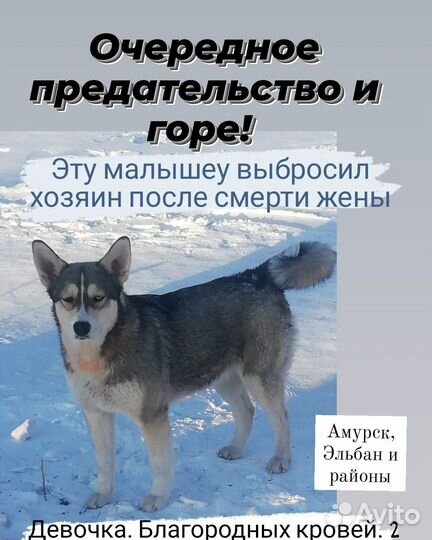 Собака хаски