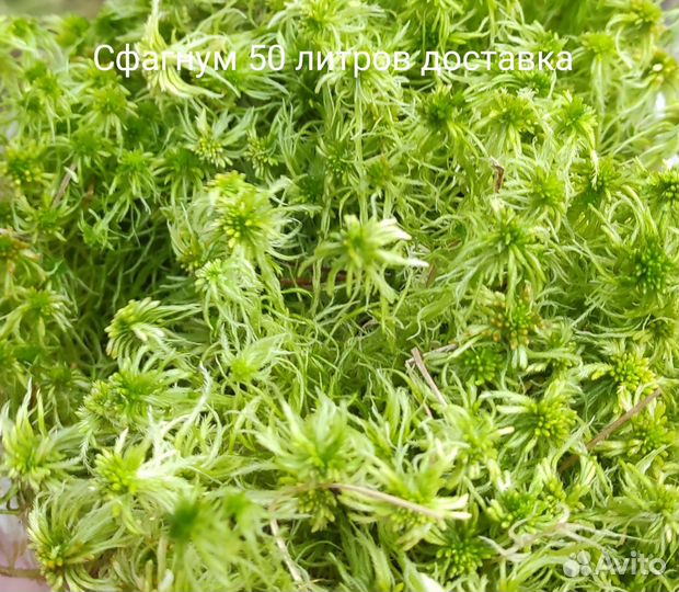 Скраб сфагнум 50 литров