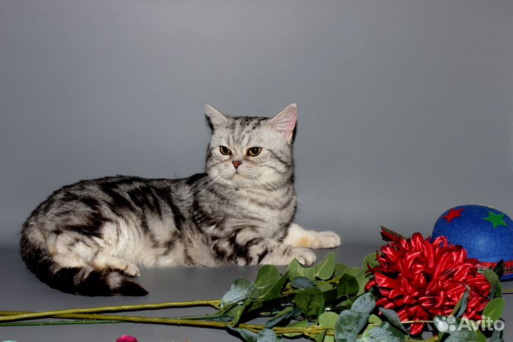 Мраморный британец в хорошие руки