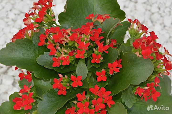 Каланхоэ красное