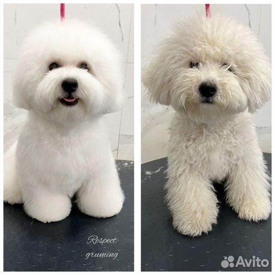 Груминг Бишона