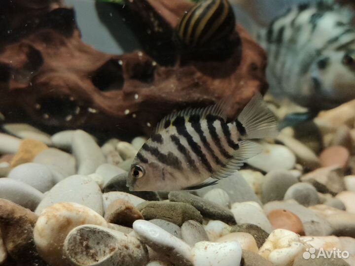 Малек цихлид