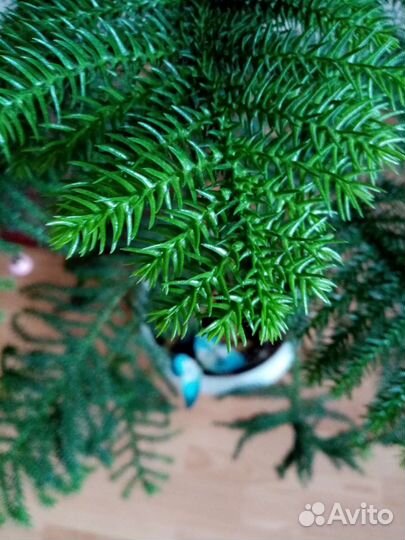Араукария комнатная